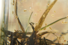 Corixoidea