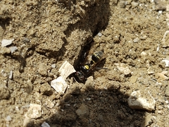 Hoplisoides semipunctatus