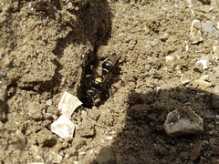 Hoplisoides semipunctatus