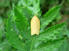 Zelotherses paleana