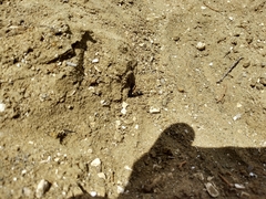 Hoplisoides semipunctatus