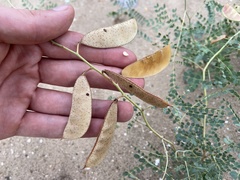 Erythrostemon caudatus