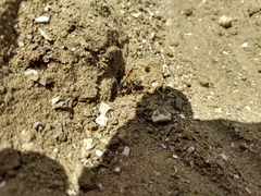 Hoplisoides semipunctatus