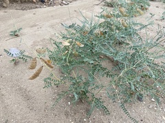 Erythrostemon caudatus