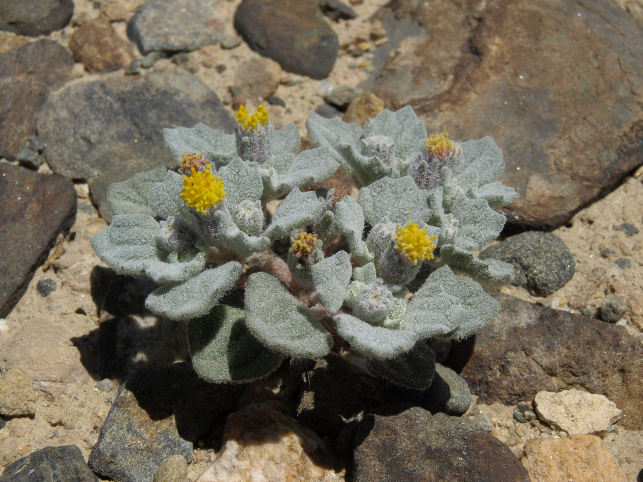Psathyrotes annua