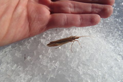 Psychoglypha bella