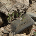 Loeseliastrum depressum - Photo (c) Jim Morefield, μερικά δικαιώματα διατηρούνται (CC BY)