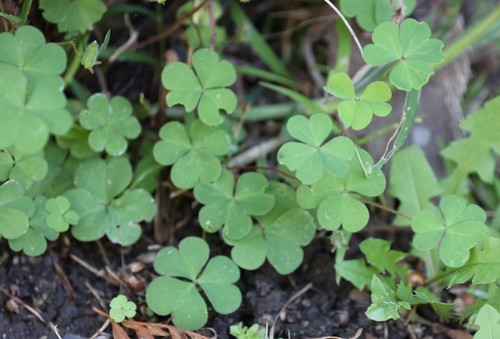 photo of Creeping Woodsorrel (Oxalis corniculata)