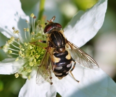 Parhelophilus rex