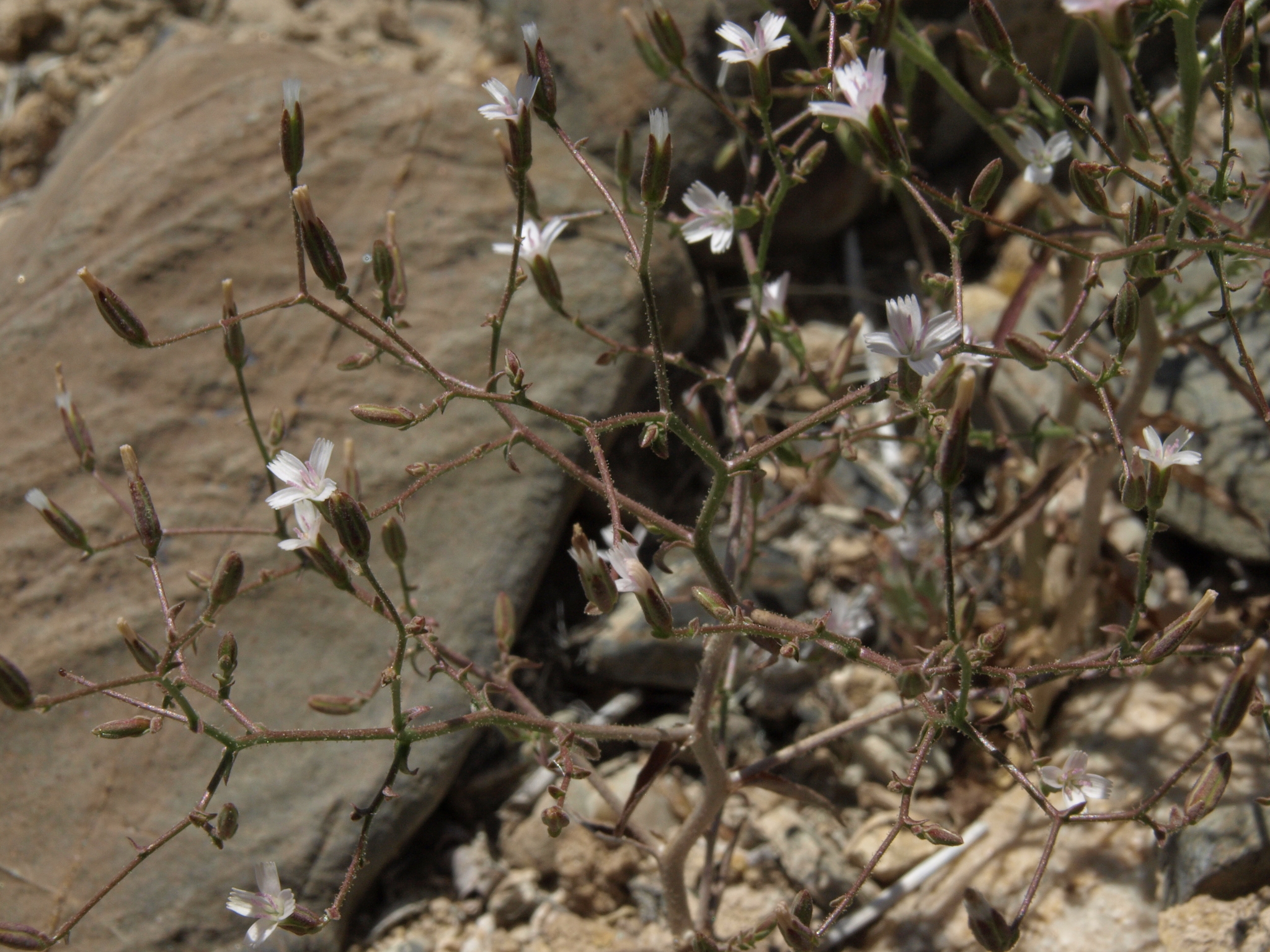 Prenanthella exigua