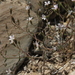 Prenanthella exigua - Photo (c) Jim Morefield, algunos derechos reservados (CC BY)