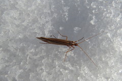 Psychoglypha bella