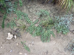 Asclepias prostrata