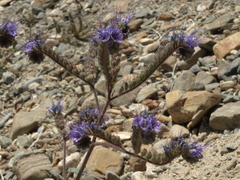 Phacelia crenulata crenulata