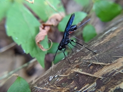 Urocerus taxodii