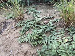 Asclepias prostrata