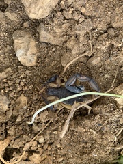 Centruroides margaritatus