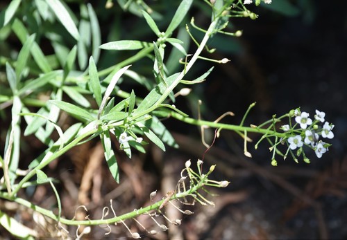 photo of Sweet Alyssum (Lobularia maritima)