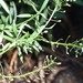 photo of Sweet Alyssum (Lobularia maritima)