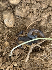 Centruroides margaritatus