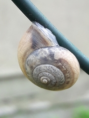 Monacha cartusiana