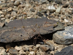 Nemacladus morefieldii