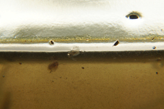 Corixoidea