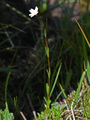 Epilobium oregonense