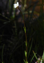 Epilobium oregonense