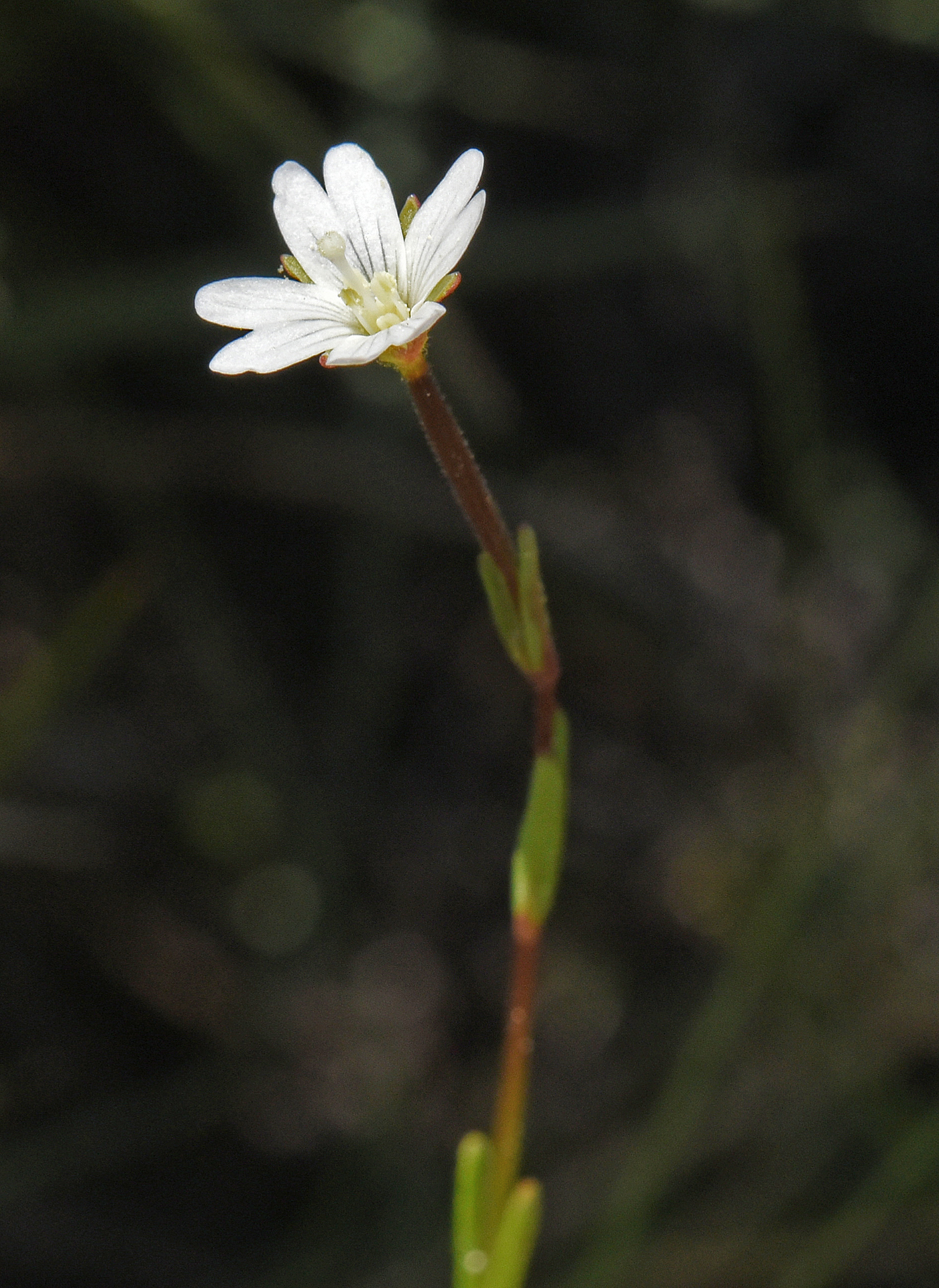 Epilobium oregonense