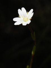 Epilobium oregonense