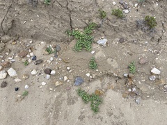 Asclepias prostrata