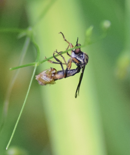Stripe-legged Robber Fly photo 4