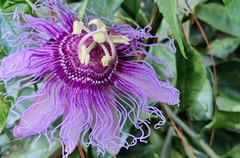 Passiflora