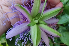 Passiflora