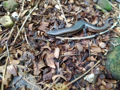 Scincella gemmingeri