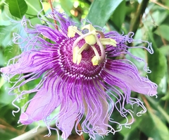 Passiflora