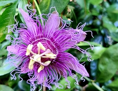 Passiflora