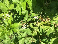 Rubus setosus