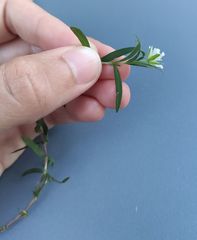 Arenaria grandiflora