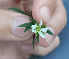 Arenaria grandiflora