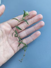 Arenaria grandiflora