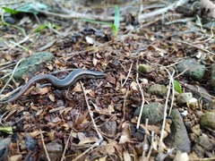 Scincella gemmingeri