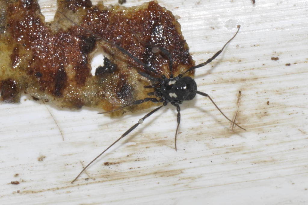 Gold-spotted Harvestman