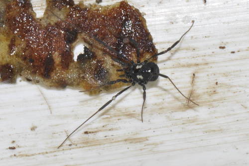 Gold-spotted Harvestman