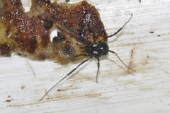 Nemastoma bimaculatum