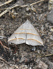 Colobochyla salicalis