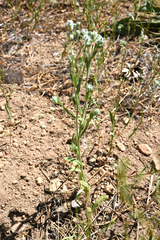 Cryptantha torreyana