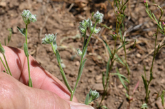 Cryptantha torreyana