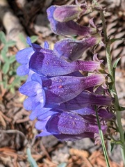 Penstemon leiophyllus